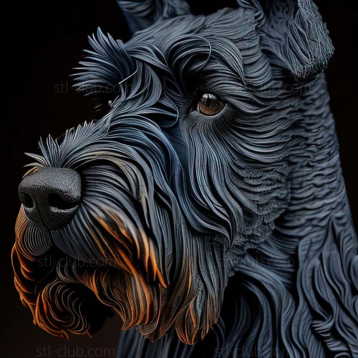 st Kerry Blue Terrier dog